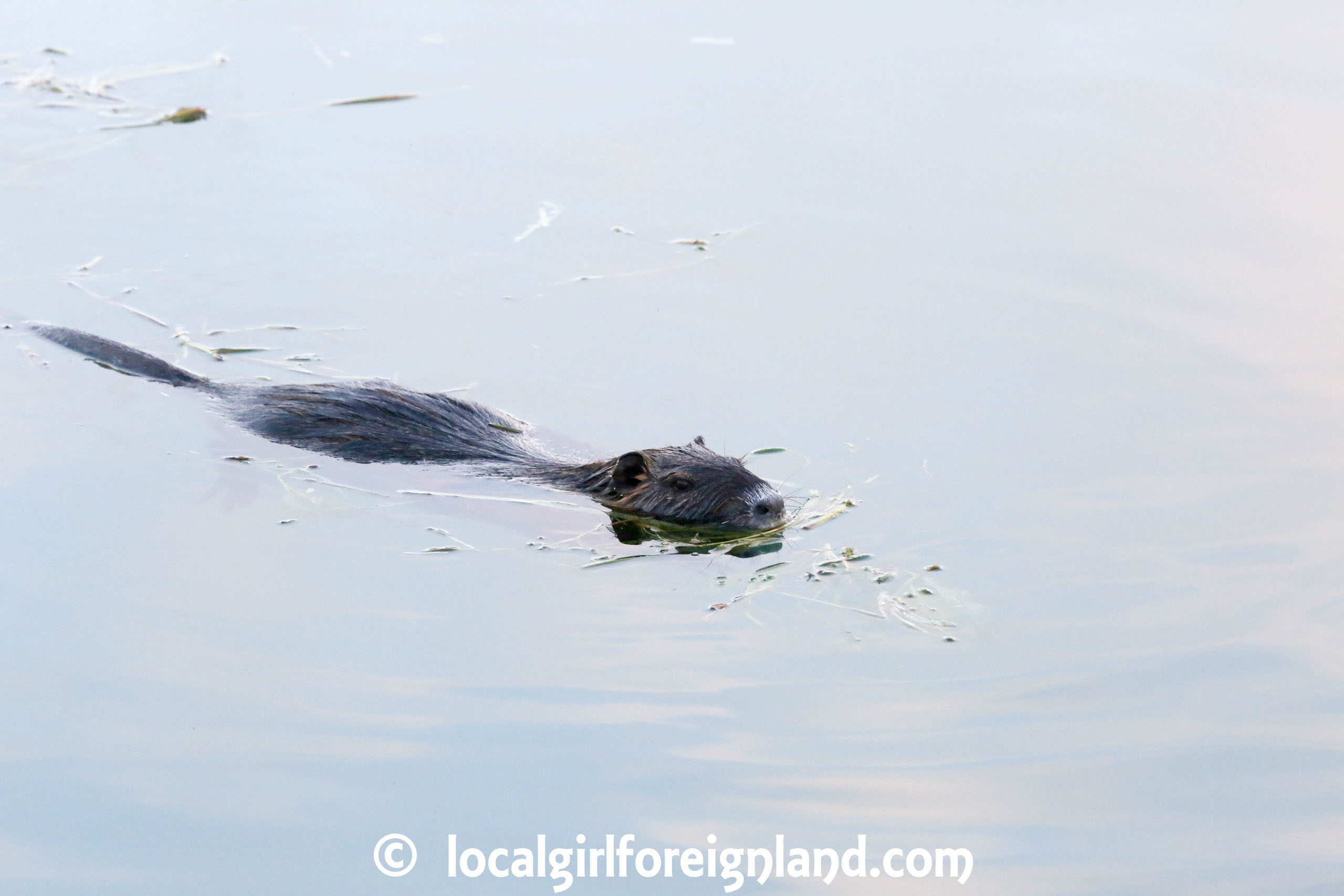 Coypu-Yonne-Burgundy-France