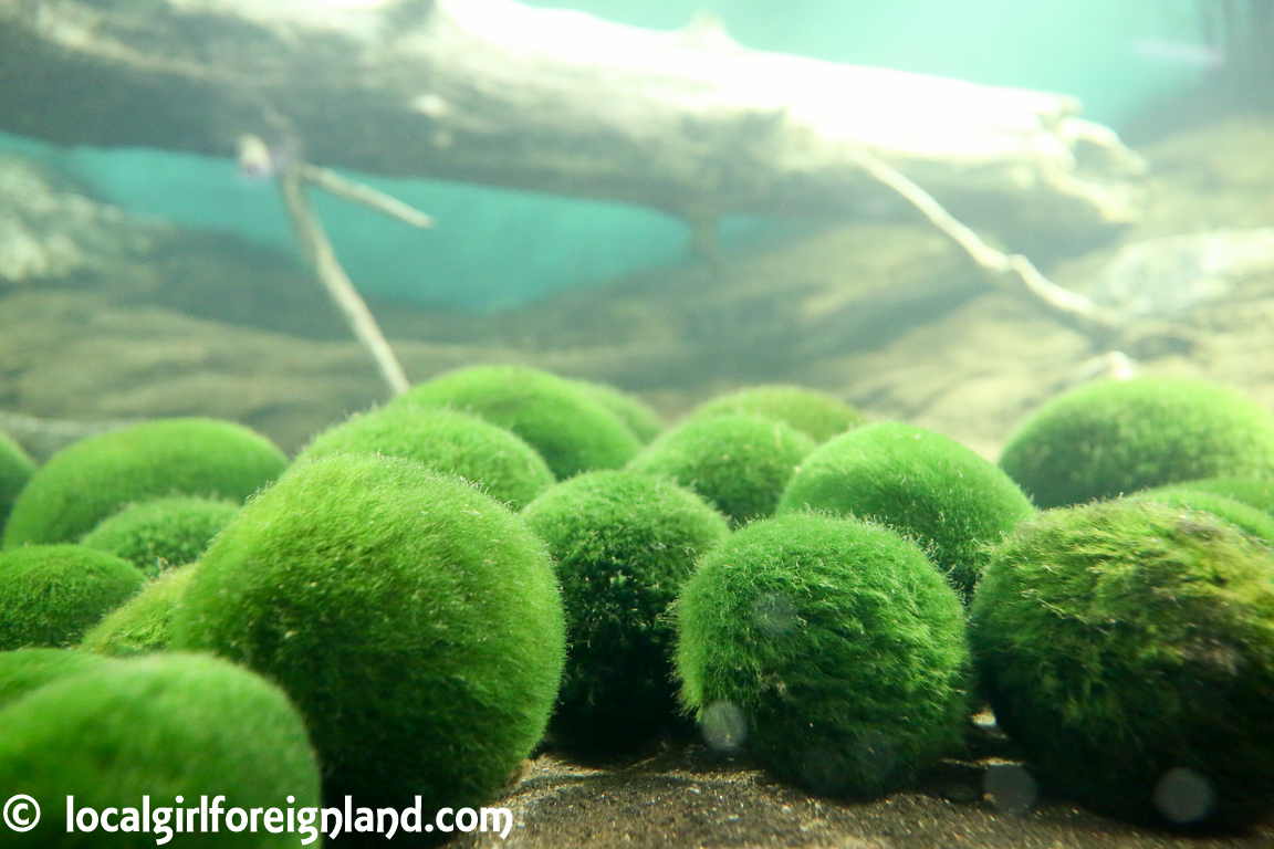 Marimo kingdom