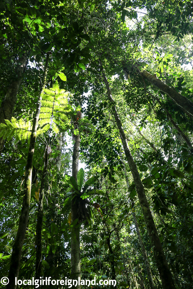 la-maison-de-la-foret-guadeloupe-english-house-of-the-forest-1525