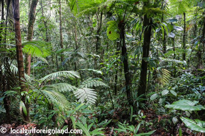 La Maison de la Foret, Guadeloupe – Local Girl Foreign Land