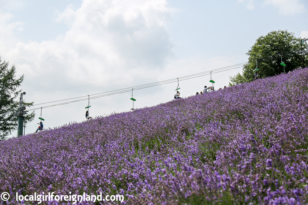 nakafurano-flower-park-Municipal Lavender Garden-3144.JPG