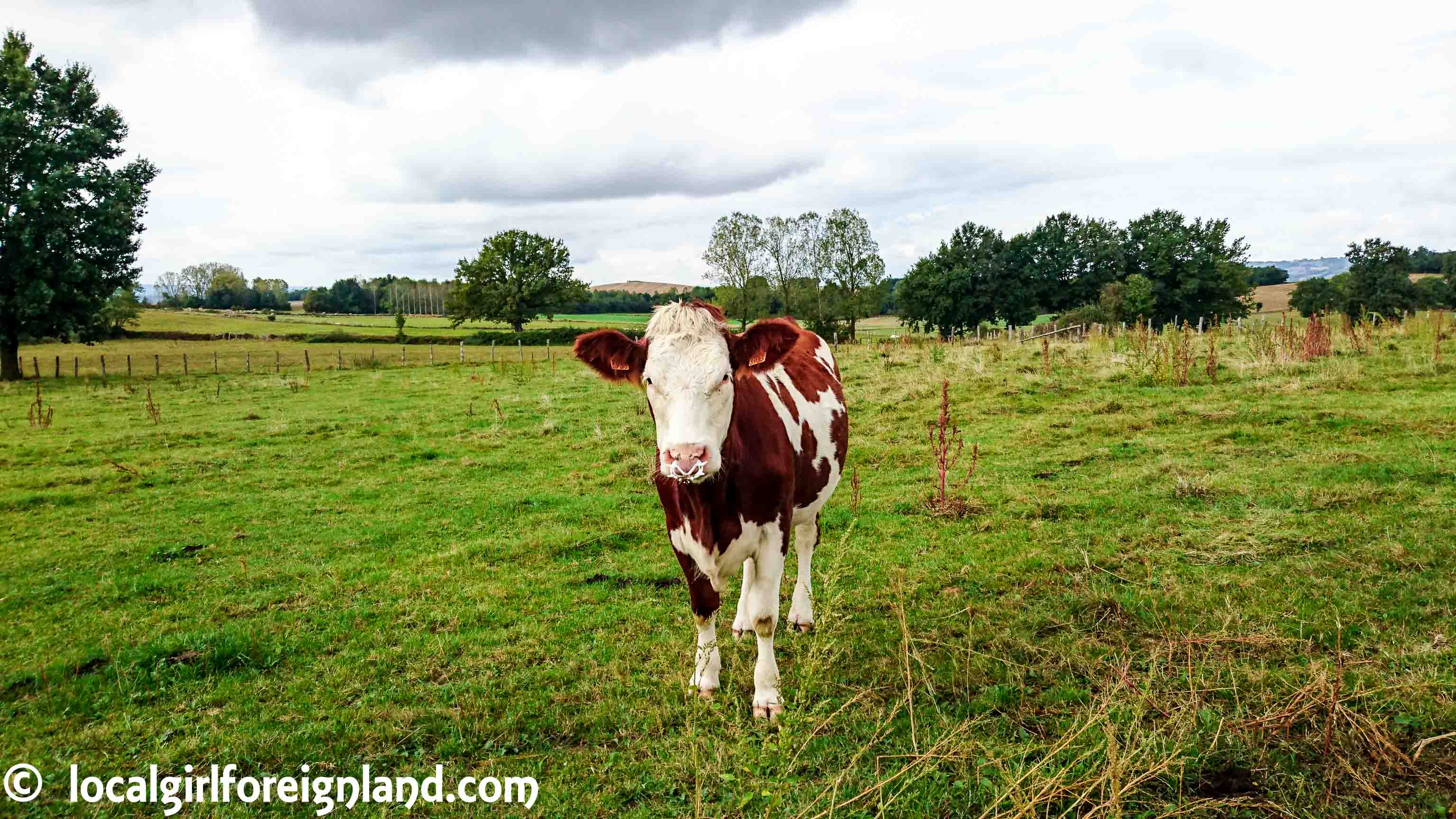 Montbéliarde-french-cheese-milk-cow-0836