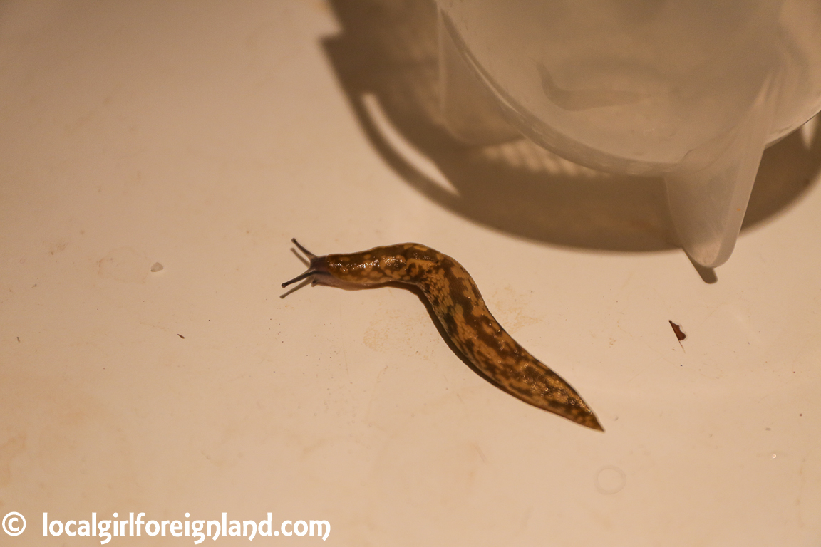 slugs-london-ground-floor-pest-5375.JPG