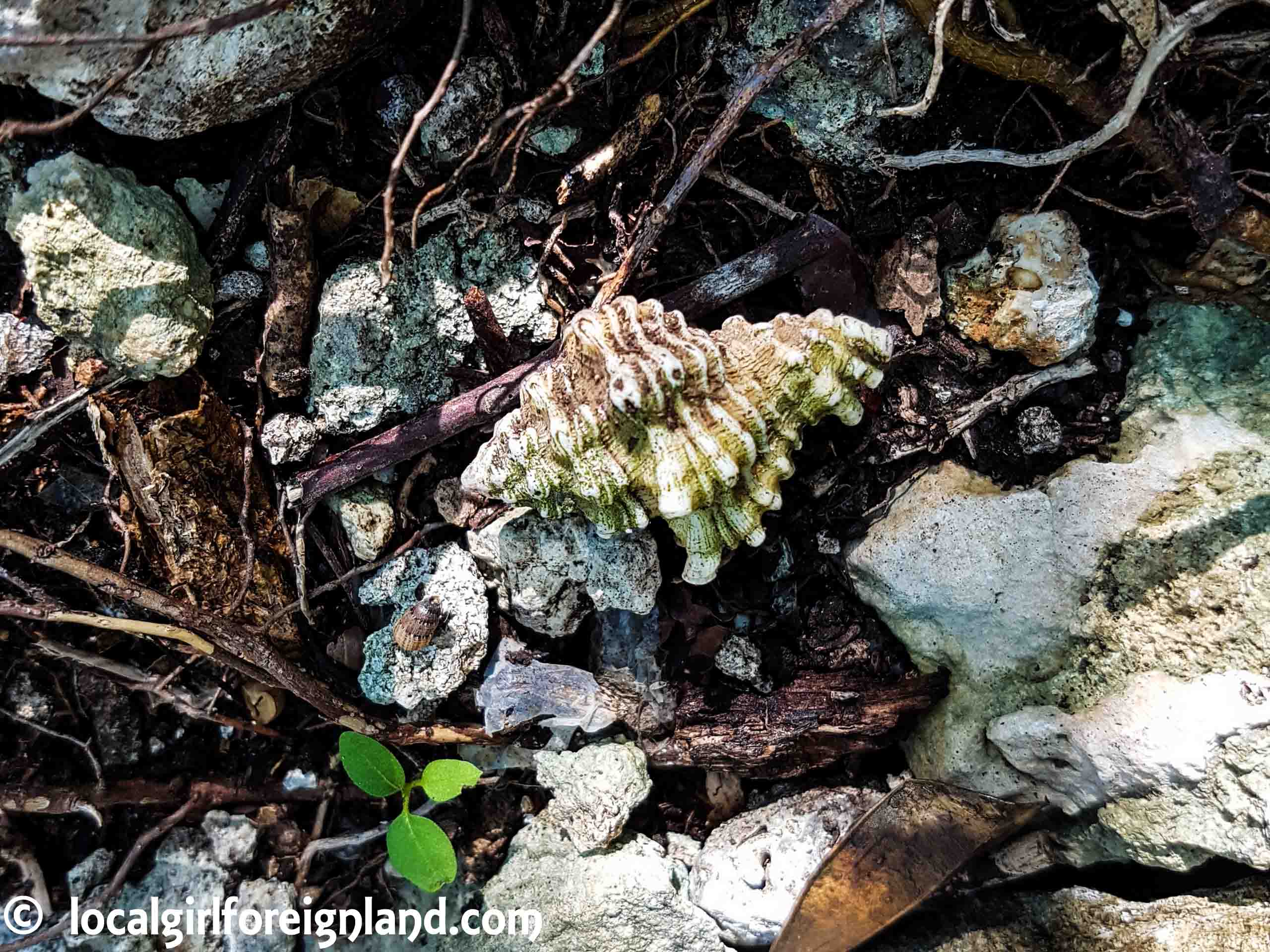 Gossier coastal hike, Guadeloupe