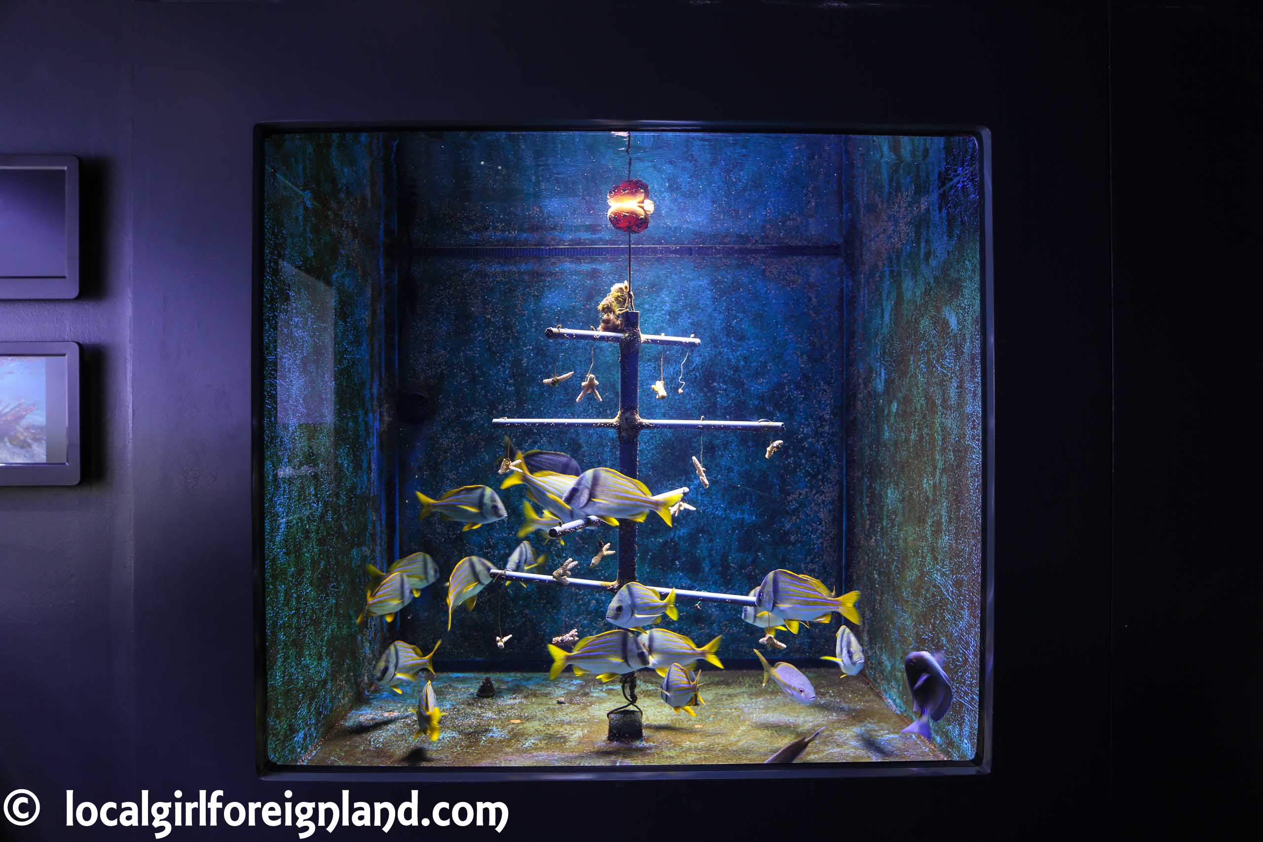 aquarium-guadeloupe-review-reopen-5254