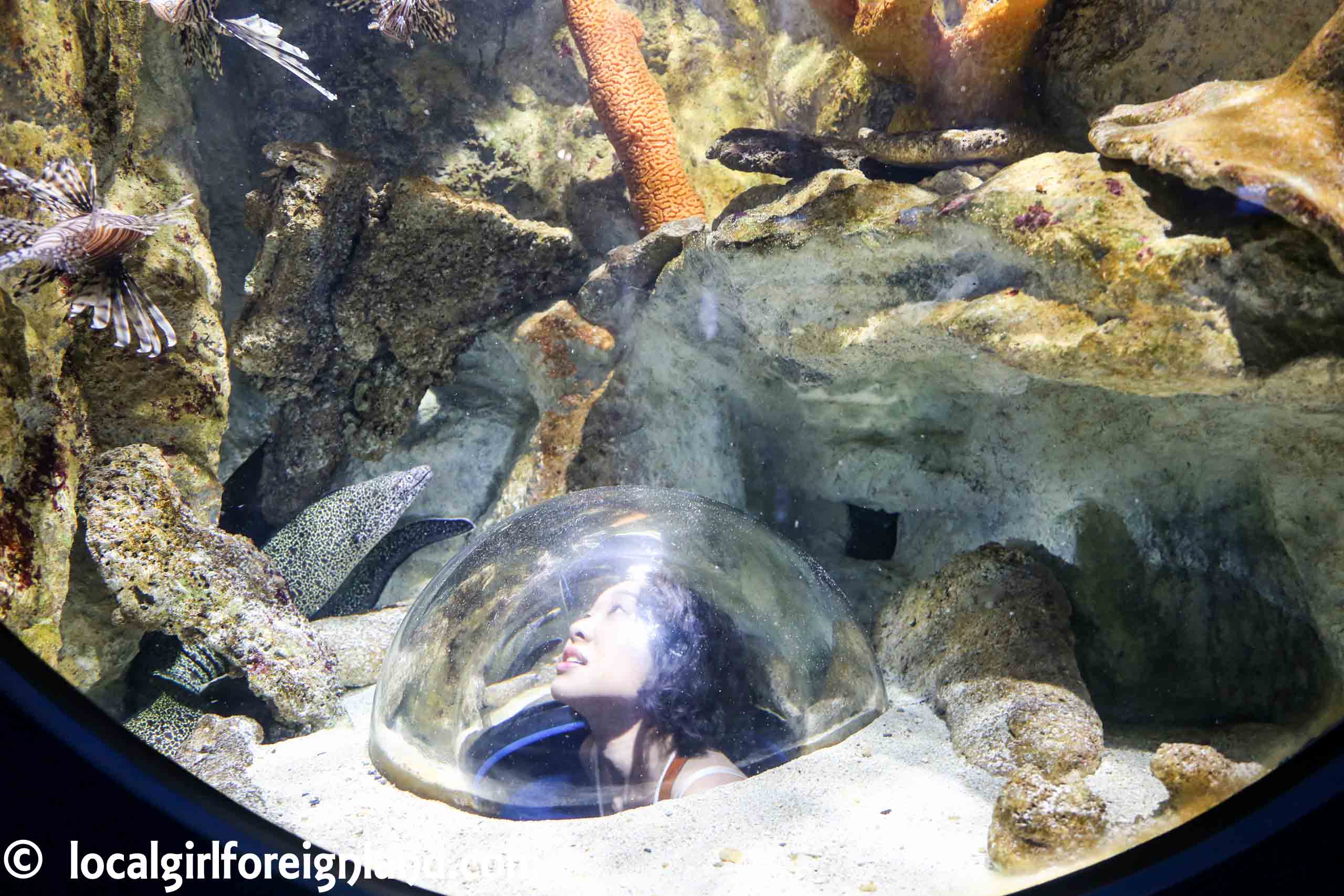 Produit touristique : l'Aquarium de Guadeloupe fait peau neuve