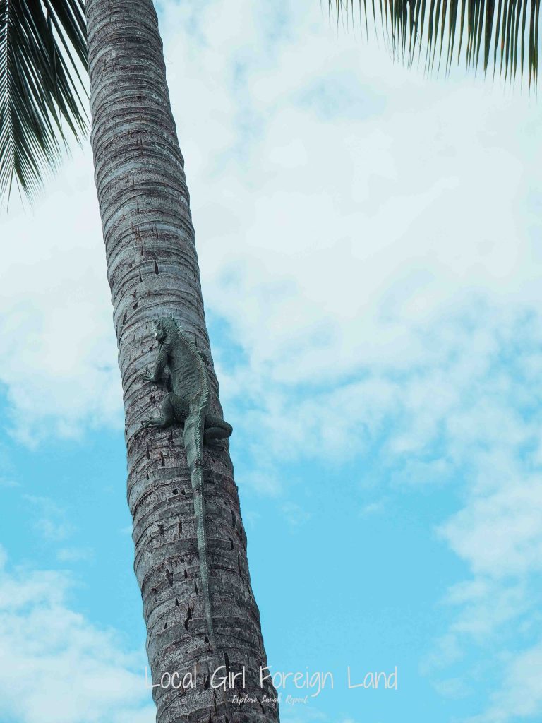 iguana, guadeloupe